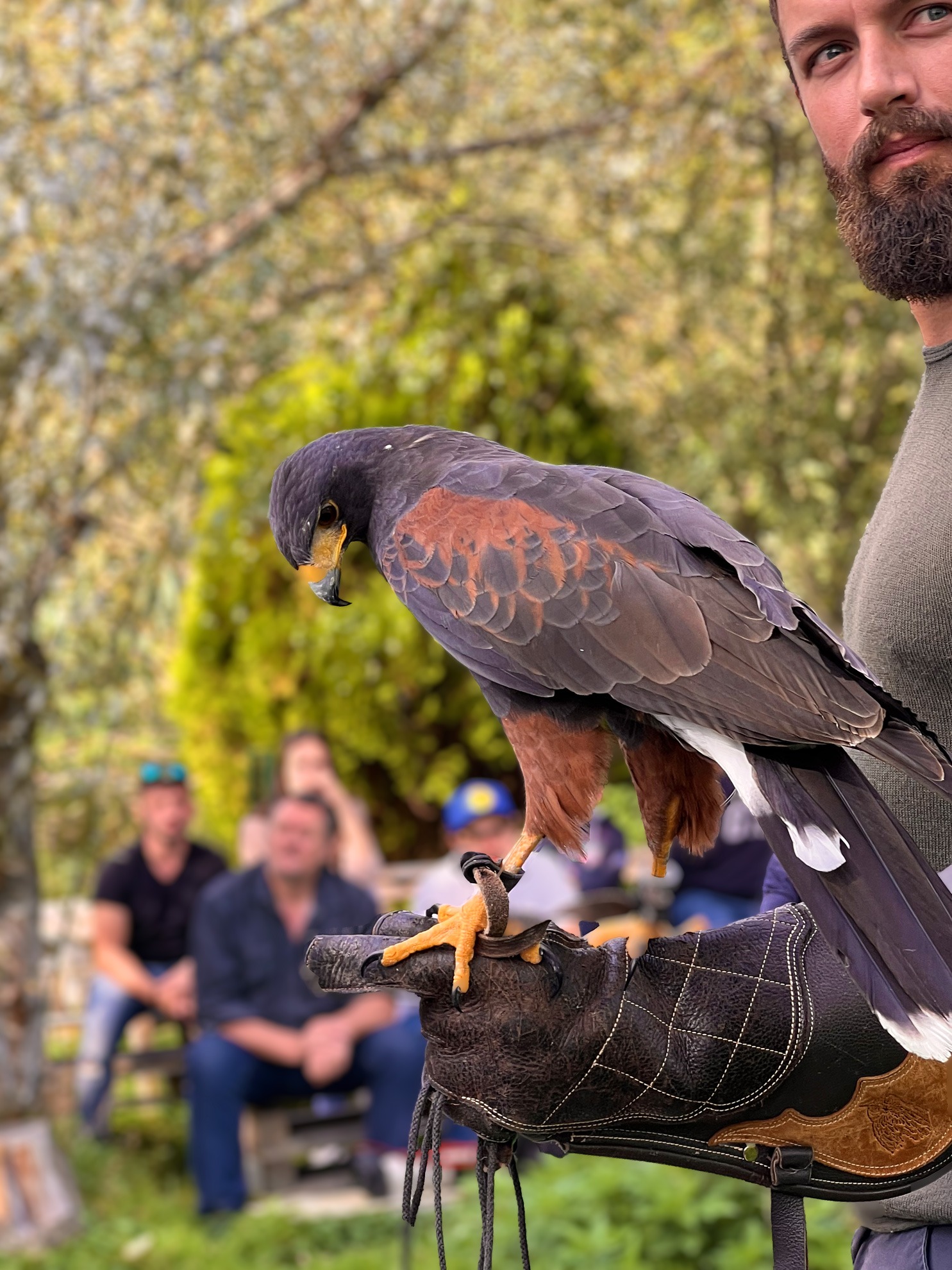 The Hawk - GREIFVOGELPARK – MENTER Bird Park